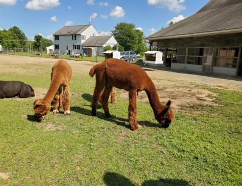 Nothing Says Fall Is Here More Than A Visit To Maine's Charming Alpaca Farm