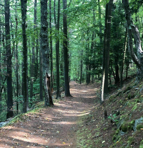 The 1-Mile The Pinnacle Trail In New Hampshire Takes You Through The Enchanting Hookset Forest