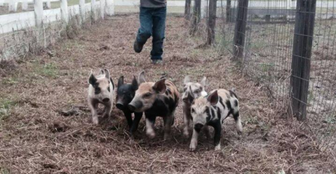 You Can Watch Live Pig Races Every Day When You Visit The Holiday Farms Pumpkin Patch In South Carolina