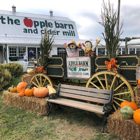 Sink Your Teeth Into The Warm Apple Cider Donuts At The Apple Barn In Tennessee