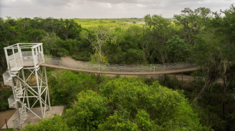 Walk Among The Treetops On A Rope Bridge At Santa Ana National Wildlife Refuge In Texas