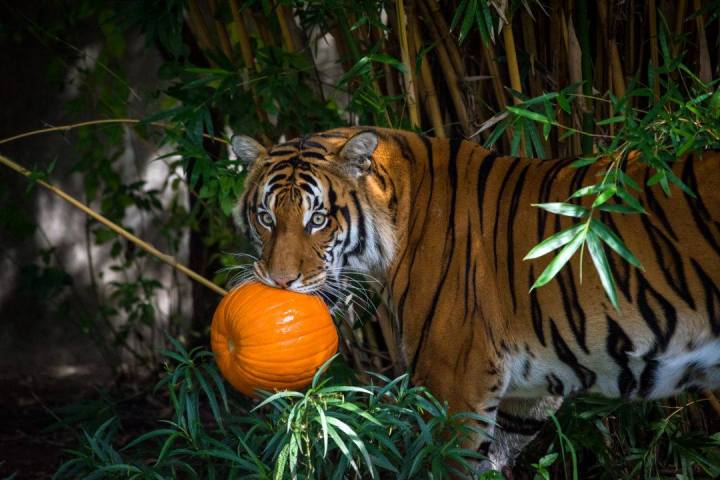 Houston Zoo Halloween