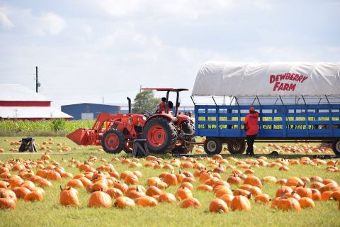 The Pumpkin Patch At Dewberry Farm In Texas Is A Classic Fall Tradition