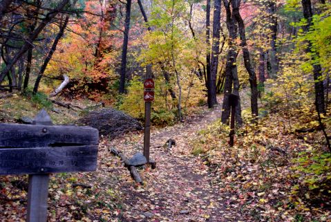 The Awesome Hike That Will Take You To The Most Spectacular Fall Foliage In New Mexico