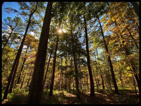 The Ozark Plateau Trail Is A Family-Friendly Hike Everyone Will Enjoy In Arkansas