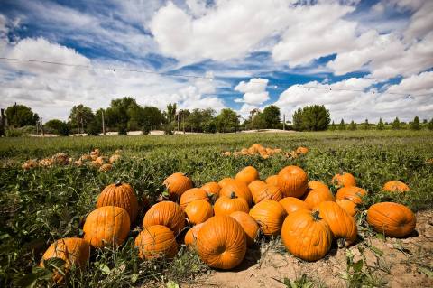 Enjoy 5,000 Acres Of Fall Fun At Schnepf Farms In Arizona