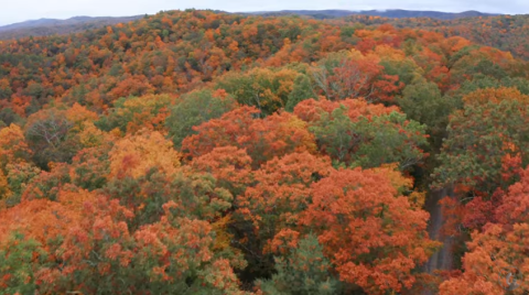 This Stunning Drone Footage Caught Some Of The Year's Peak Fall Colors In West Virginia