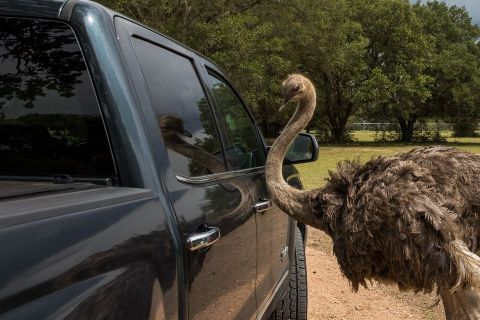 The Drive-Thru Safari At Hatari Wildlife Park In Texas Features All Sorts Of Exotic Animals