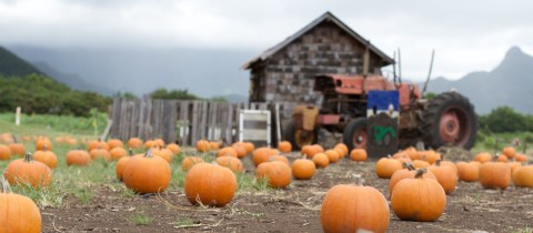 Fall Is In The Air In Hawaii At Waimanalo Country Farm’s Drive-Through Pumpkin Path