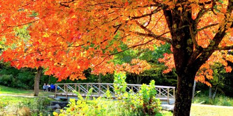 Kent Falls State Park Is A Scenic Outdoor Spot In Connecticut That's A Nature Lover’s Dream Come True