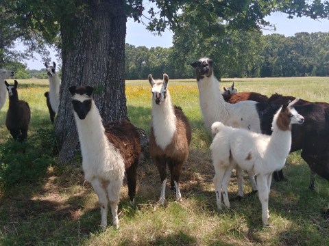 You Can Go Camping With Llamas At LlamaLand Ranch In Texas