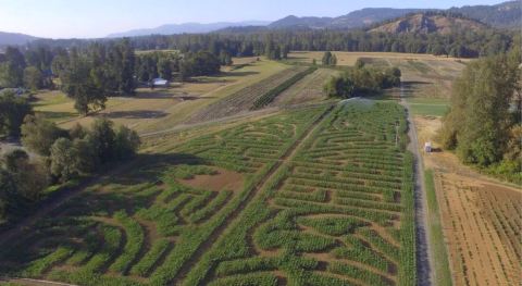 Northern Lights Christmas Tree Farm's Beloved Colonial Harvest Days Has Returned To Oregon