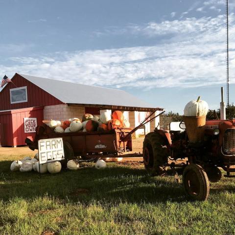 The Homemade Pumpkin Ice Cream From Jenschke Orchards In Texas Is Bursting With Fall Flavor