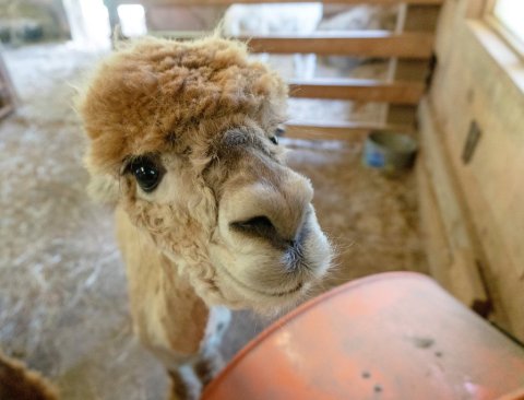 Spend Time Nuzzled Up To Alpacas At Lasso The Moon Farm In Georgia