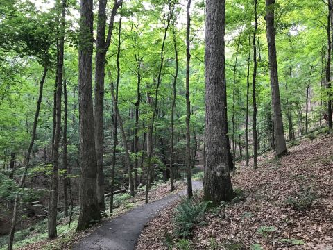 Trail Among The Trees Is One Of The Most Beautiful Hikes In Missouri