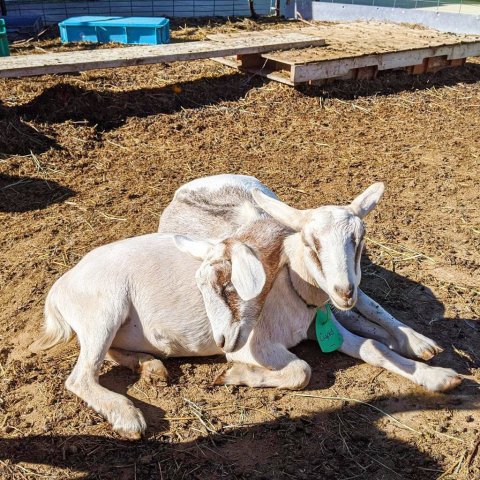 You'll Never Forget A Visit To Pingree Farm, A One-Of-A-Kind Farm Filled With Baby Goats In Detroit