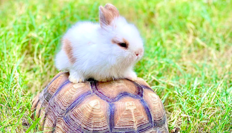 Spend The Day Surrounded By Cuteness At Jubilee Zoo In Louisiana