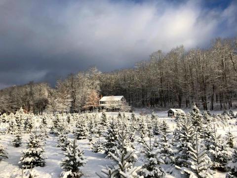 Pick A Fragrant And Fresh Christmas Tree At Maple Hollow Farm In Connecticut