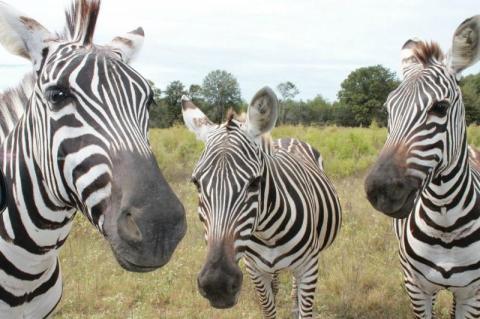 Drive Through A Safari At Wild Country Safari Park In Louisiana