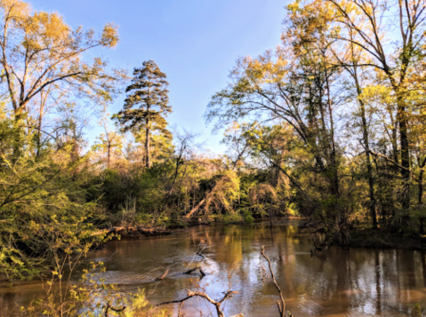 Take An Easy Loop Trail Past Some Of The Prettiest Scenery In Louisiana On The River Trail