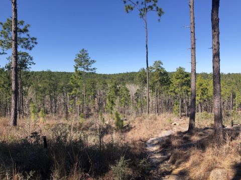 Off The Beaten Path In Kisatchie National Forest, You'll Find A Breathtaking Louisiana Overlook That Lets You See For Miles