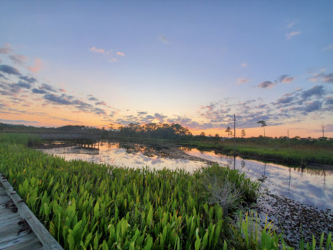 Enjoy Picturesque Views At Big Branch National Wildlife Refuge Near New Orleans