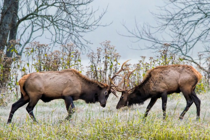 Ponca Elk Arkansas