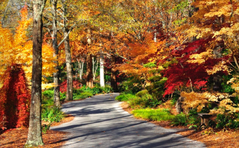 Wander Through 3,000 Japanese Maple Trees In Bloom At Gibbs Gardens In Georgia