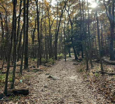 Escape To The Mountains And Hike Stony Man Trail, An Easy Loop In Virginia's Blue Ridge Mountains