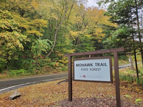 At Nearly 500 Years Old, The Oldest Trees In Massachusetts Can Be Found In Mohawk Trail State Forest