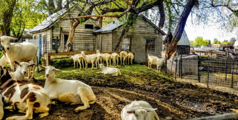 You'll Never Forget A Visit To Drake Family Farms, A One-Of-A-Kind Farm Filled With Baby Goats In Utah