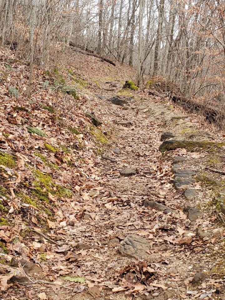 Aum Cove Trail Leaves Arkansas