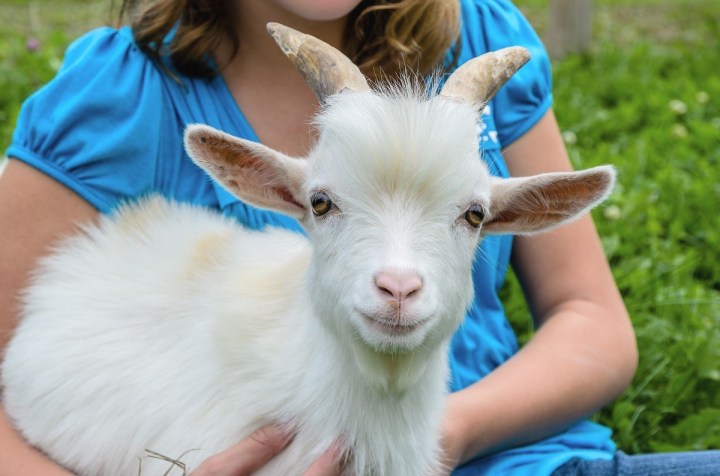 Arkansas Alligator Farm Goat