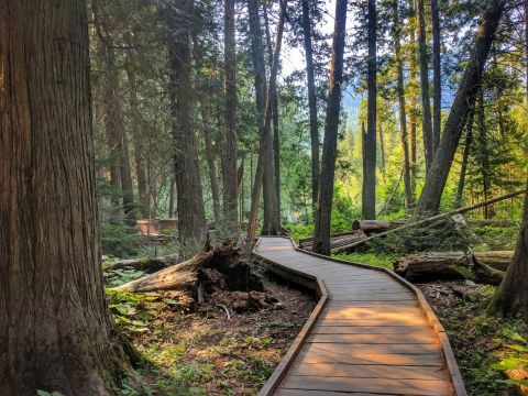 Take An Easy Loop Trail Past Some Of The Prettiest Scenery In Montana On The Trail Of The Cedars