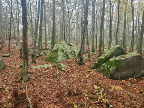 Watch Fall Fade To Winter On The Weetamoo Woods Trail In Rhode Island