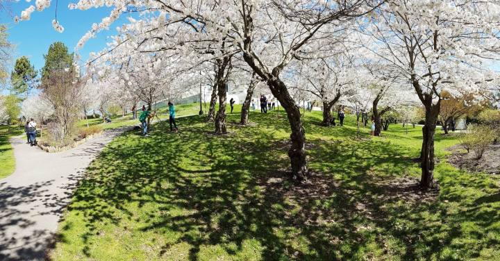 delaware park japanese garden