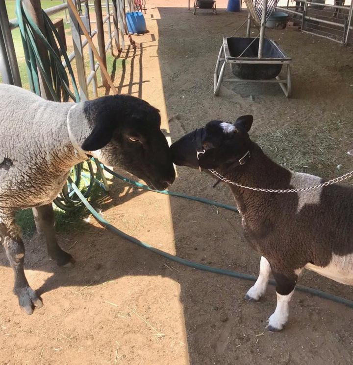 Goats With Horns Sanctuary Goat and Sheep Arizona