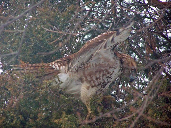 Great Falls Park Hawk in Virginia