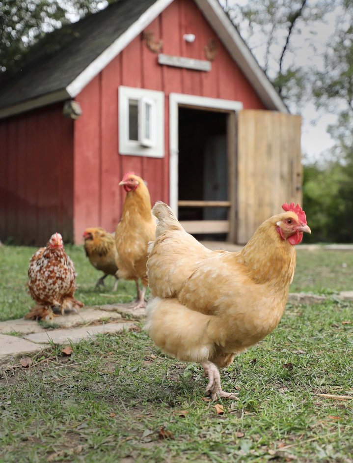 Hercules' Haven Chickens Iowa