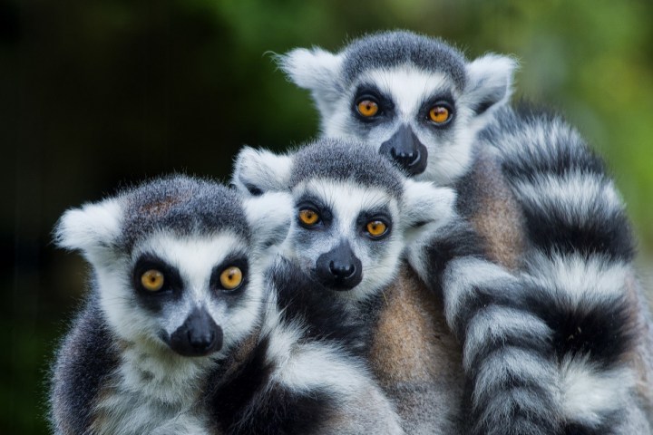 Lemurs at Arkansas Alligator Farm