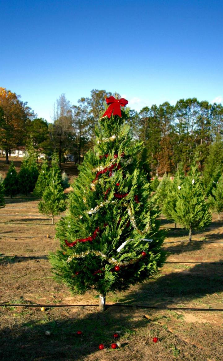 Motley's Tree Farm Christmas Tree Arkansas