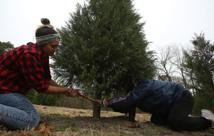 Motley's Tree Farm Cutting A Tree Arkansas