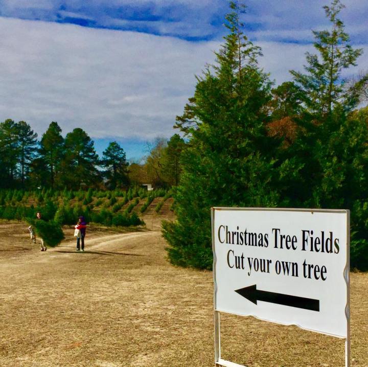 Motley's Tree Farm Field Arkansas