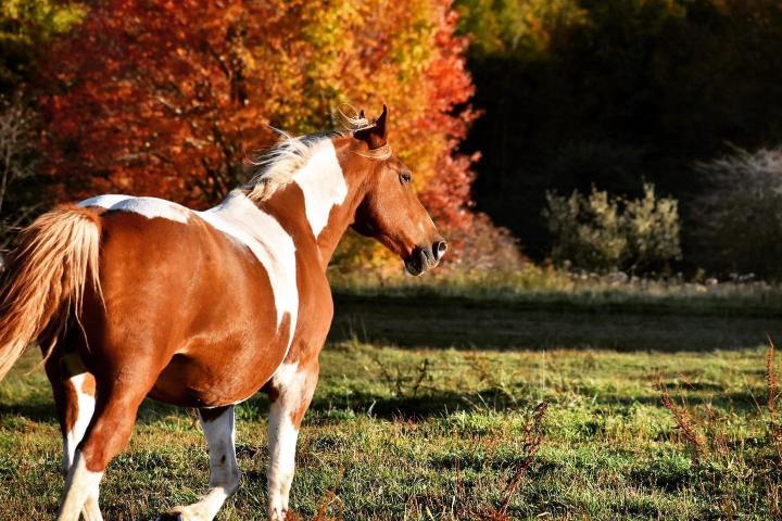 Mountain View Trail Rides Horse West Virginia