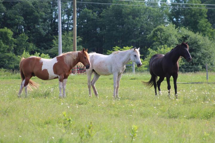 Mountain View Trail Rides Horses West Virginia