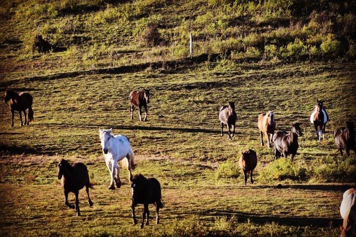 Mountain View Trail Rides Horses West Virginia