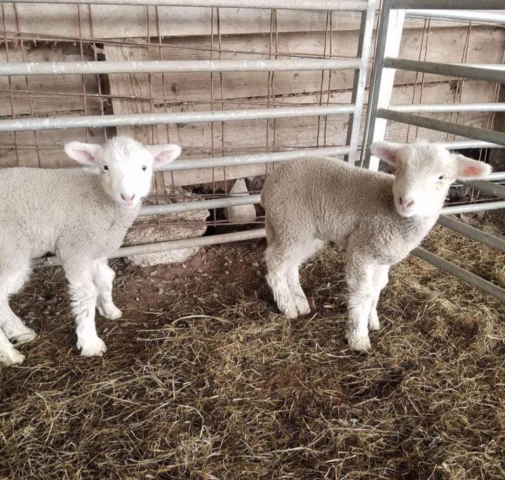 Mountain View Trail Rides Lambs West Virginia