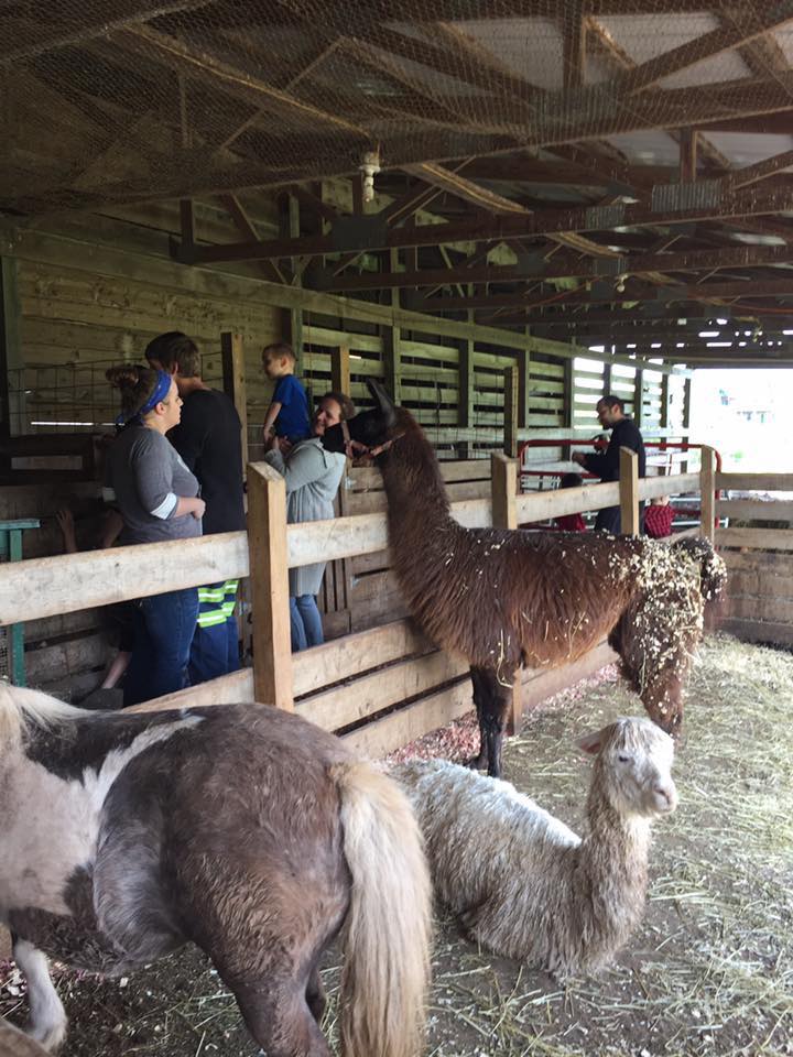 Mountain View Trail Rides Llamas West Virginia