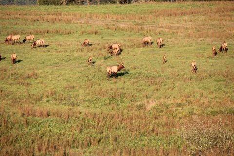 Breaks Interstate Park Is A Magical Place In Virginia Where You Can View A Wild Elk Herd