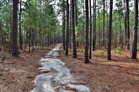 Take This 2-Mile Night Hike At Carvers Creek State Park In North Carolina For A Fall Adventure Like No Other